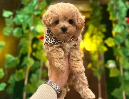 Orginal Korean Teacup  Maltipoo yavrular - 9153