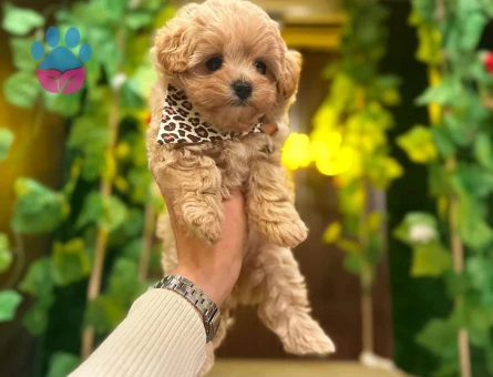 Orginal Korean Teacup  Maltipoo yavrular - 9153 - Görsel 3