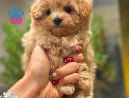 Orginal Korean Teacup  Maltipoo yavrular - 9153 - Görsel 4