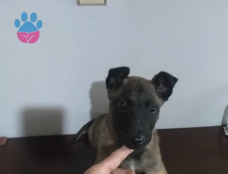 Tatlı Bakışlı Belçika Kurdu Yavrumuz - 9160 - Görsel 2
