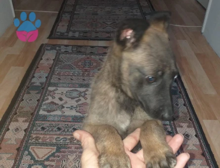 Tatlı Bakışlı Belçika Kurdu Yavrumuz - 9160 - Görsel 3