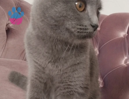 6 aylık Scottish Fold - 9161 - Görsel 2