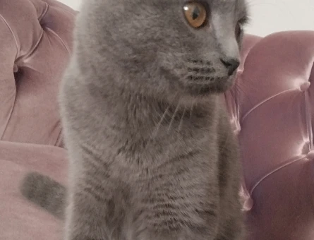 6 aylık Scottish Fold - 9161