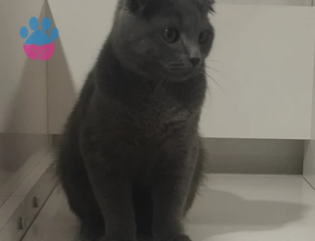 6 aylık Scottish Fold - 9161 - Görsel 3