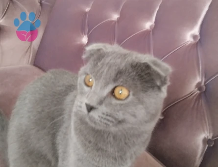 6 aylık Scottish Fold - 9161 - Görsel 4
