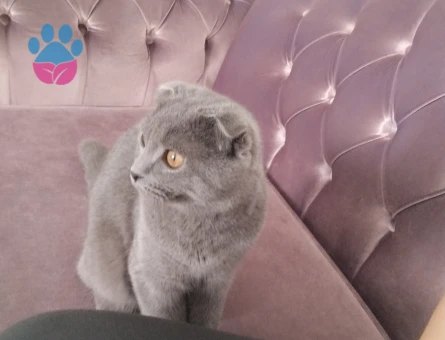 6 aylık Scottish Fold - 9161 - Görsel 5