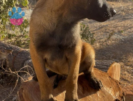   Belçika Kurdu Yavrumuz Yeni Yuvasına Hazır - 9162 - Görsel 2