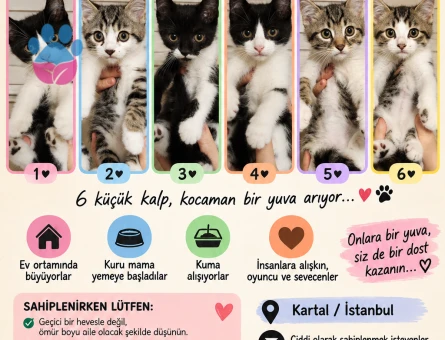 🐾 YAVRU KEDİLERİMİZ YUVA ARIYOR 🐾 - 9163