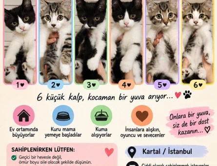 🐾 YAVRU KEDİLERİMİZ YUVA ARIYOR 🐾 - 9163