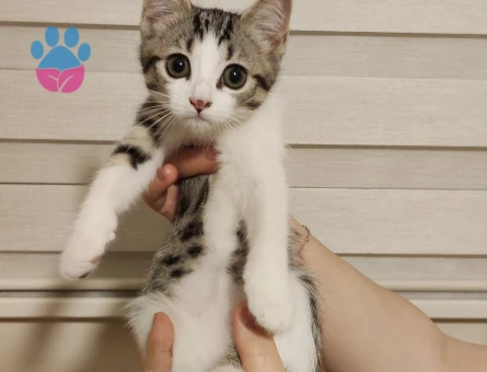 🐾 YAVRU KEDİLERİMİZ YUVA ARIYOR 🐾 - 9163 - Görsel 3