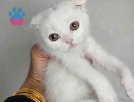British Shorthair Minnoşlarım teslime hazır - 10834 - Görsel 2