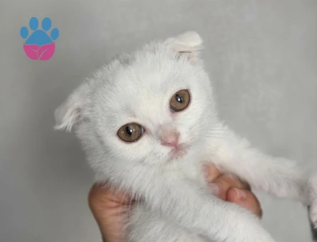 British Shorthair Minnoşlarım teslime hazır - 10834 - Görsel 3
