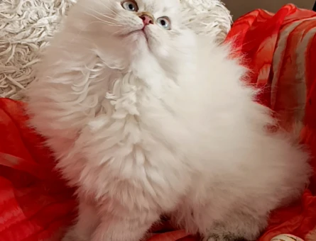 Muhteşem kalite de , ırk ve sağlık garantili yavrular..