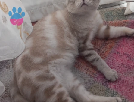 Yakışıklı kedimizi sahiplendirmek istiyoruz