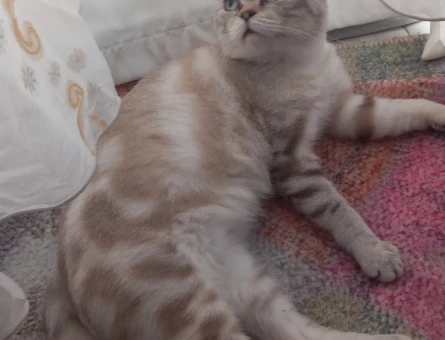 Yakışıklı kedimizi sahiplendirmek istiyoruz