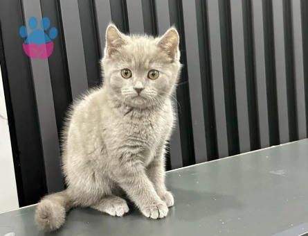 British Shorthair 2 Aylık Erkek Yavrumuz