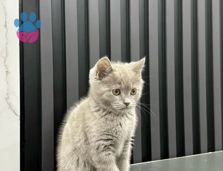 British Shorthair 2 Aylık Erkek Yavrumuz