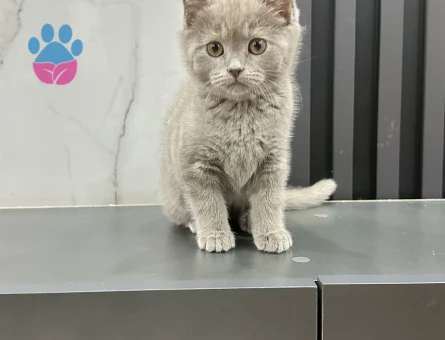 British Shorthair 2 Aylık Erkek Yavrumuz