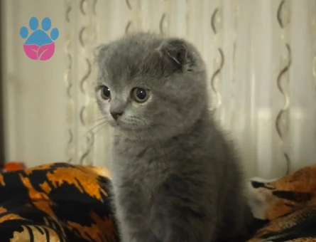 Scottish Fold Oyuncu Minik Yavrular