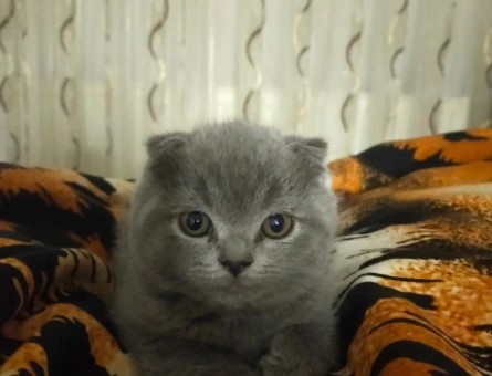 Scottish Fold Oyuncu Minik Yavrular