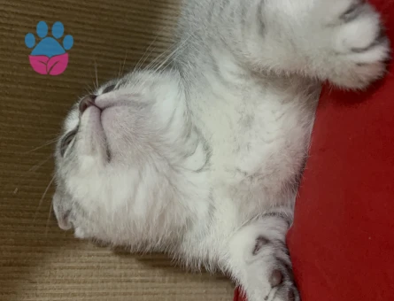 Scottish Fold 1,5 Aylık
