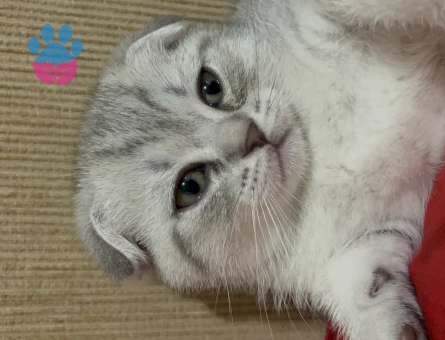 Scottish Fold 1,5 Aylık