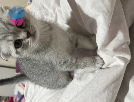 Scottish Fold 1,5 Aylık