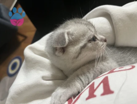 Scottish Fold 1,5 Aylık