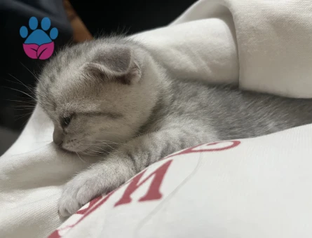 Scottish Fold 1,5 Aylık