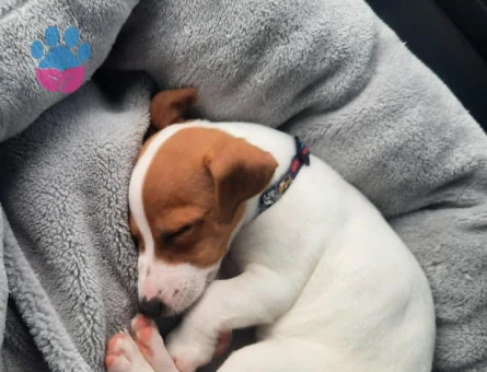 Jack Russel 2,5 Aylık