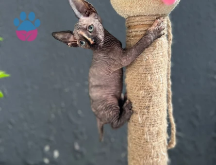 Bebek Sfenksler 5 Şubat doğumlu