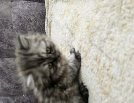 British Shorthair Yavru Kedi 2 AYlık
