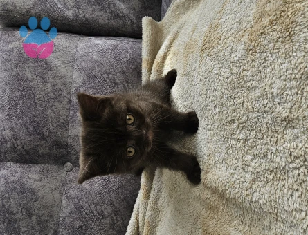 British Shorthair Yavru Kedi 2 AYlık