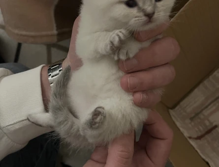 Minik beyaz yavru kedi sahiplenme