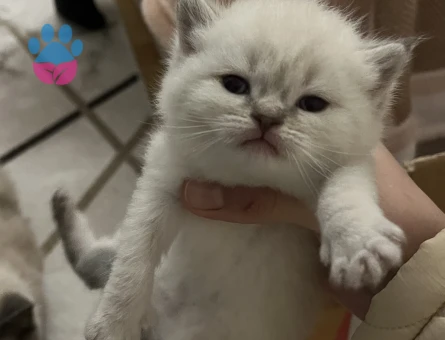 Minik beyaz yavru kedi sahiplenme