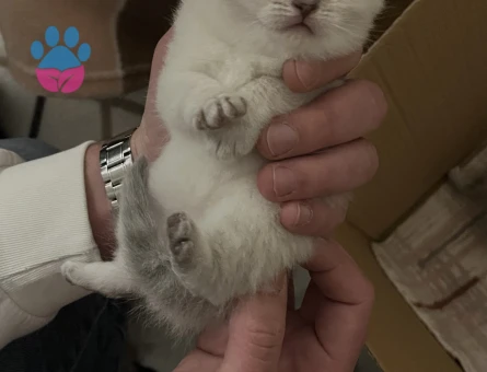 Minik beyaz yavru kedi sahiplenme