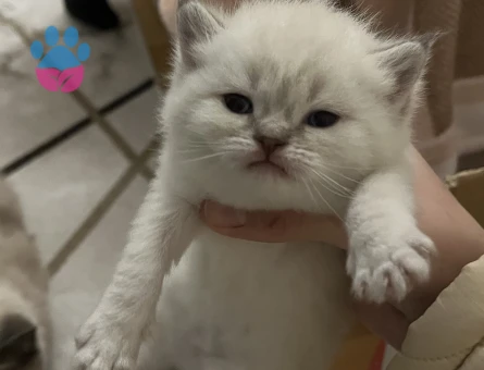 Minik beyaz yavru kedi sahiplenme