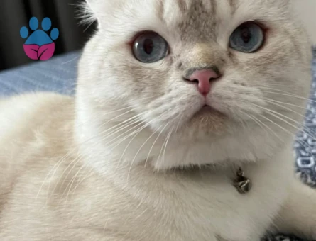 Minik beyaz yavru kedi sahiplenme