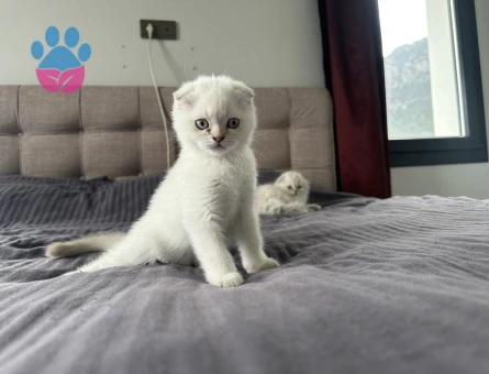 Scottish fold yavrular