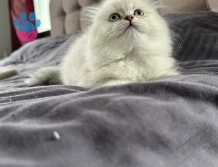 Scottish fold yavrular