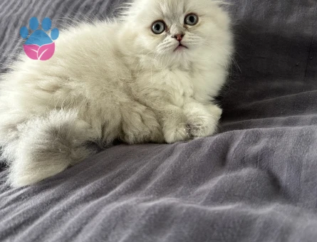 Scottish fold yavrular