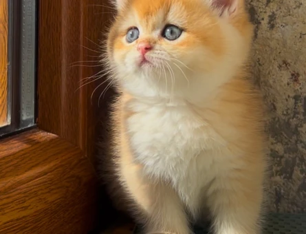 Saf Kan Golden British Shorthair Ny12 Yavrular(Wcf kayıtlı)