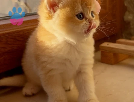 Saf Kan Golden British Shorthair Ny12 Yavrular(Wcf kayıtlı)