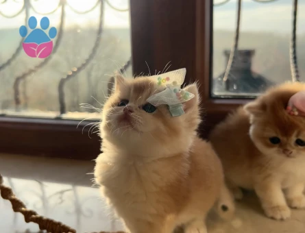 Saf Kan Golden British Shorthair Ny12 Yavrular(Wcf kayıtlı)