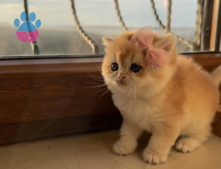 Saf Kan Golden British Shorthair Ny12 Yavrular(Wcf kayıtlı)