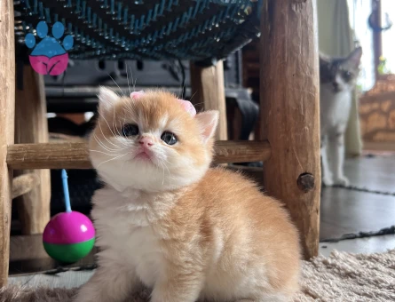 Saf Kan Golden British Shorthair Ny12 Yavrular(Wcf kayıtlı)