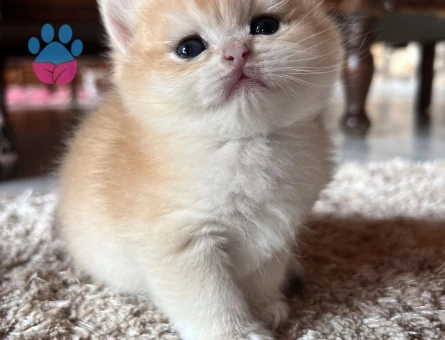 Saf Kan Golden British Shorthair Ny12 Yavrular(Wcf kayıtlı)