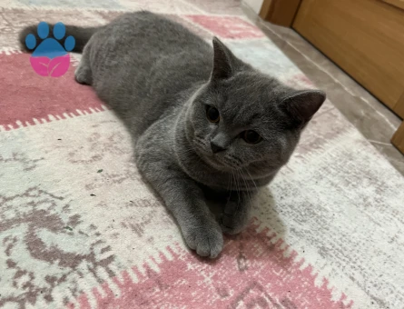 Yakışıklı ve karizmatik