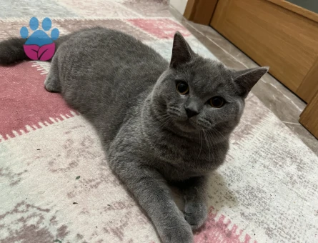 Yakışıklı ve karizmatik