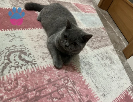 Yakışıklı ve karizmatik